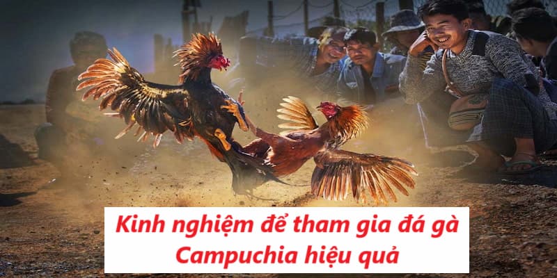 Tham gia chiến kê chọi Campuchia hiệu quả