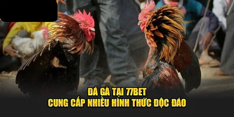 77bet cung cấp nhiều hình thức cược đá gà đỉnh cao