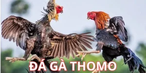 thumb đá gà thomo