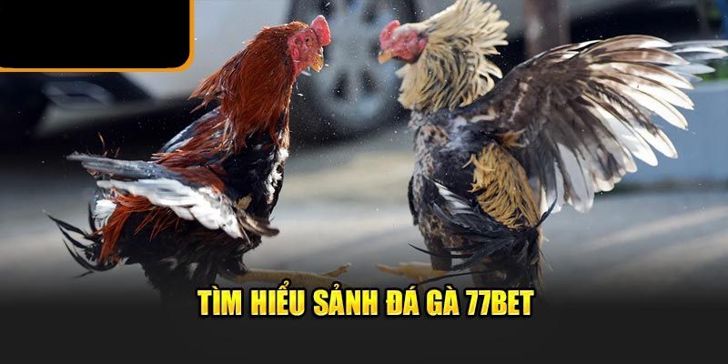 Nội dung cơ bản nhất về đá gà 77bet